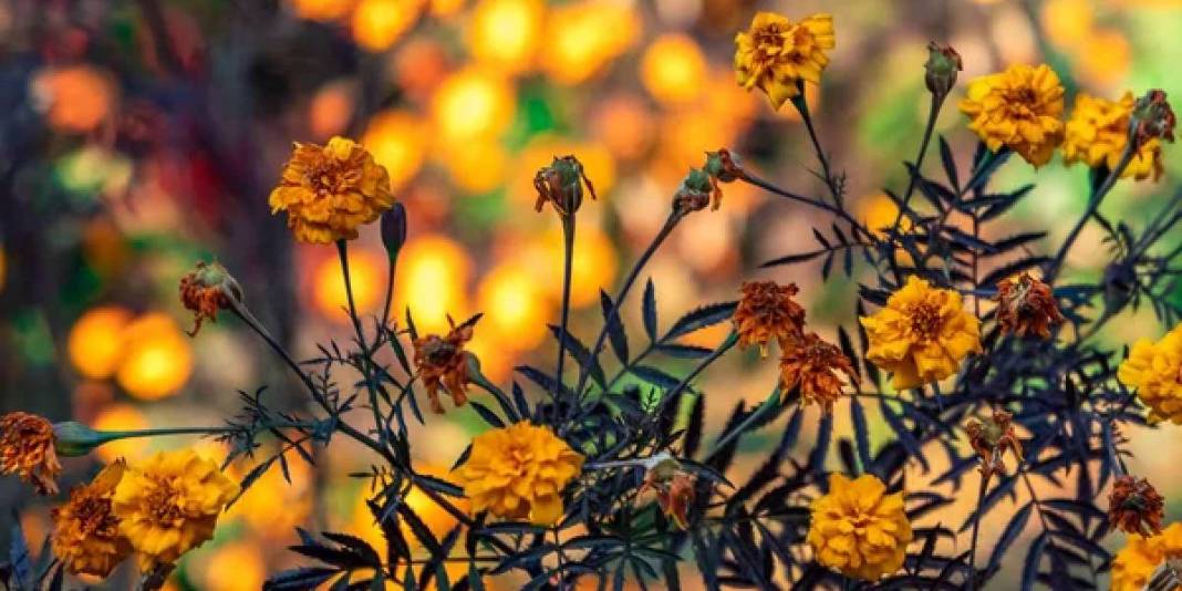 Hem güzel kokar hem de sivrisinekleri kovar! Yaz bahçelerinin gizli kahramanı: Haziran gelmeden mutlaka ekin 4